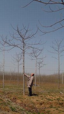 0日本に吹く西風をきれいなものにしたくて、16年前より中国に植林を始めました.JPG