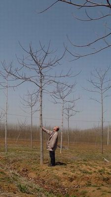 0日本に吹く西風をきれいなものにしたくて、16年前より中国に植林を始めました.JPG