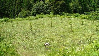 2福島植林した初年度の晩夏.JPG